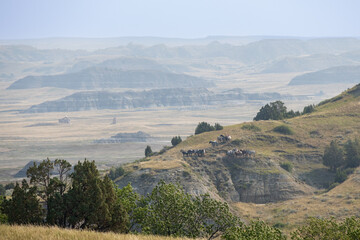 Wild horses at theodore roosevelt national park, North Dakota, USA