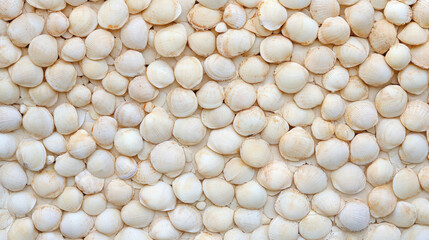 White seashells background. Natural full frame pattern. Beautiful ocean texture, summer vacation, beach travel and tropical concept.