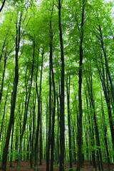 European deciduous forest in spring