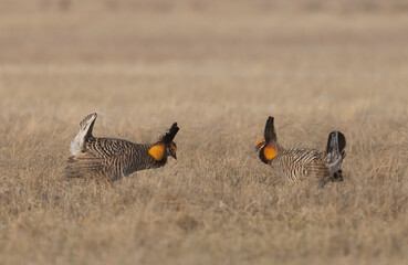 Greater Prairie Chicken taken in NW Minnesota