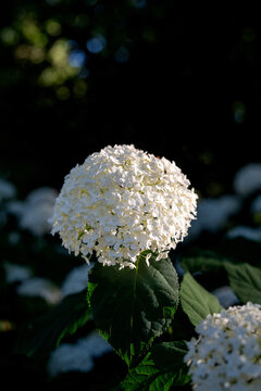 Fototapeta Single White Hydrangea Bloom in Dramatic Light 