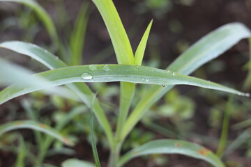 Obraz premium Morning dew sticks to the surface of young corn leaves.