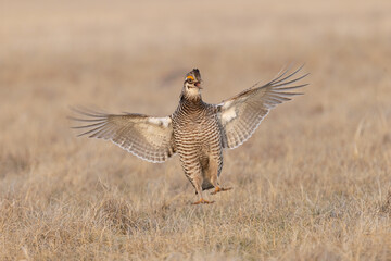 Obraz premium Greater Prairie Chicken taken in NW Minnesota