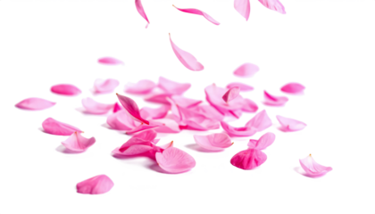pink petal falling dancing isolated on transparent png