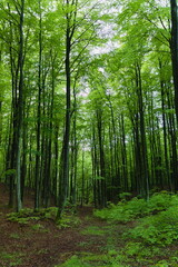 Fototapeta premium European deciduous forest in spring