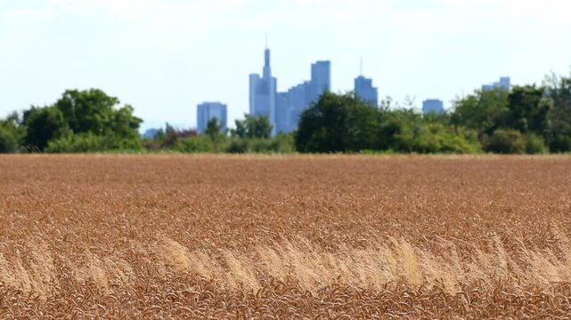 the nature and cityscape of frankfurt germany 4k 25fps