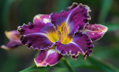 A vibrant purple and yellow daylily, showcasing its ruffled petals and delicate stamen against a soft green background.
