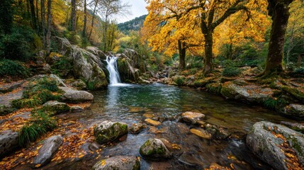 Obraz premium A beautiful waterfall flows into a clear pool, framed by colorful autumn leaves and serene rocks. The forest radiates tranquility, inviting nature lovers to explore.