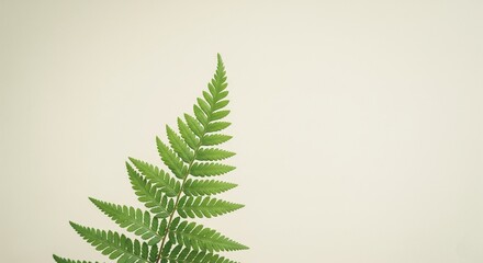 Green fern leaf with plain background