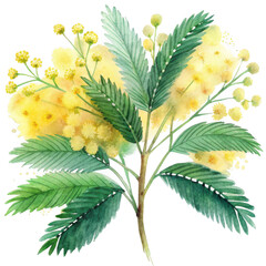 Yellow mimosa flowers isolated on transparent background
