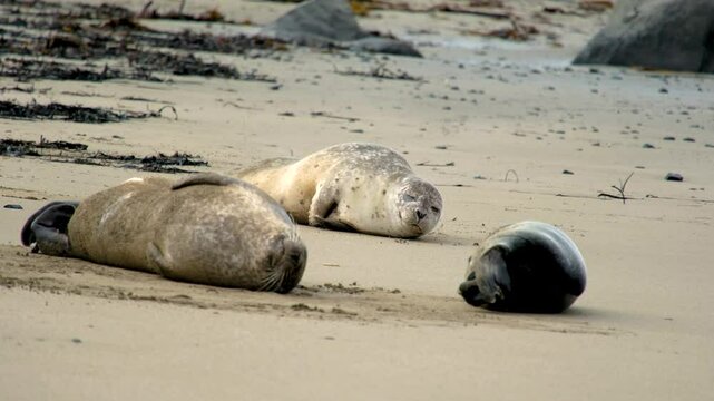 group of seals Phoca vitulina, resting on Ytri Tunga Beach, Snaefellsnes Peninsula, West Iceland, Iceland