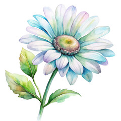 Watercolor daisy isolated on transparent background