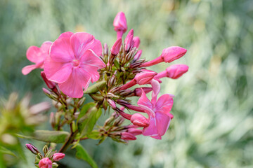 A branch with pink phlox flowers