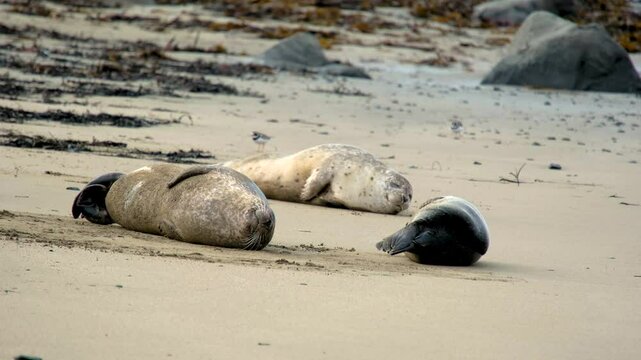 Harbor seal Phoca vitulina, resting on, Ytri Tunga Beach, Snaefellsnes Peninsula, West Iceland, Iceland