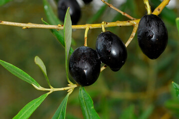 Black olives, which produce the highly prized olive oil. This healthy fat for the organism
