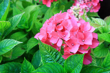 Beautiful Pink Hydrangea flowers and green leaves