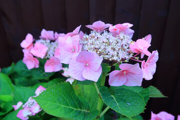 A close up view of the beautiful purple Pink Lacecap Hydrangea flower