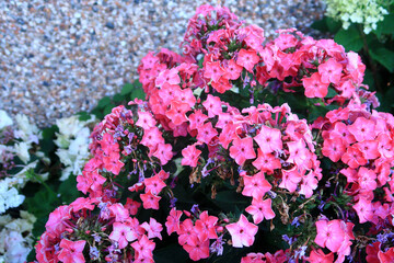 A colourful garden scene with Flox