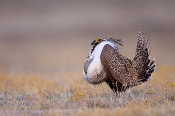 Sage Grouse adult male taken in eastern Wyoming