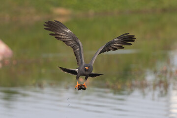 Snail Kite adult male taken in SW Florida