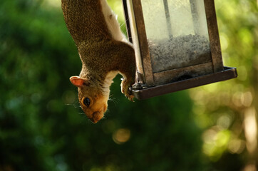 A squirrel hanging on a bird feeder while looking at something below