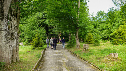 Fototapeta premium children teenagers walking along an asphalt road in the forest, tall trees, pine trees, tourists, walk, travel, view from the back, landscape, summer, greenery, space, meadow