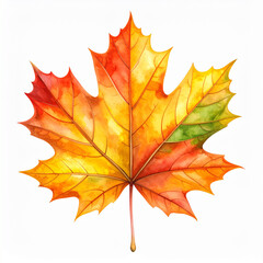 Fototapeta premium Watercolor Maple Leaf in Autumn Colors Isolated on White Background