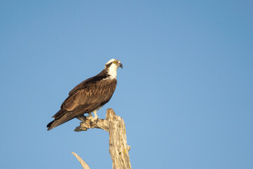 Fototapeta premium Osprey taken in SE Florida