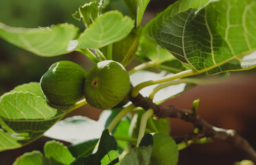 Close-Up of Fresh Figs Growing on a Sunlit Tree at garden