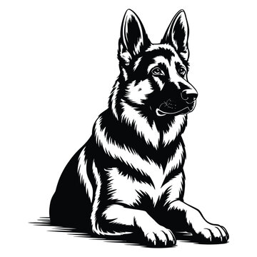 Silhouette vector of sitting German Shepherd in obedient pose with alert ears, isolated black and white