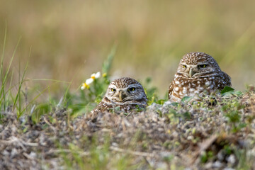 Burrowing Owl taken in SW Florida