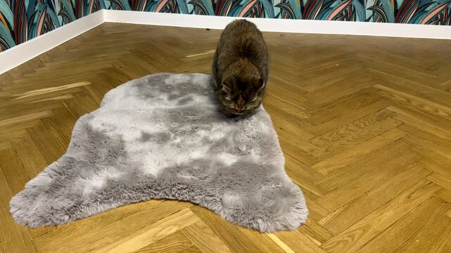 Cat tramples the carpet on floor with its paws. Cat kneads the blanket with its paws. Beautiful Cat eyes nose, face with whiskers close up.  British chinchilla cat face. Cats and pet.