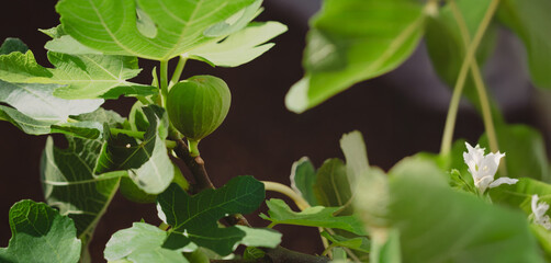 Close-Up of Fresh Figs Growing on a Sunlit Tree at garden