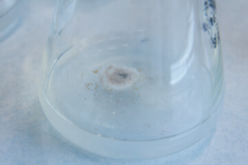 Example of contaminated in vitro medium in lab flask. Suitable for quality control, sterile process...