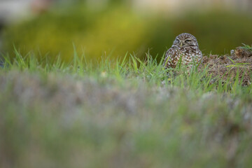 Burrowing Owl taken in SW Florida