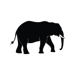 Fototapeta premium silhouette of elephant