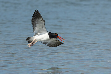 American Oystercatcher taken in Clearwater Florida