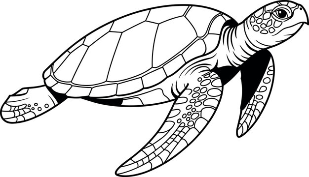 Sea Turtle Line Art Black and White Ocean Animal Illustration