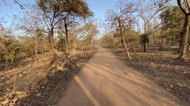 Safari in Gir national park