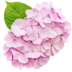 Obraz premium Pink Hydrangea Blossom: Delicate pink hydrangea flowers in full bloom, showcasing their exquisite texture and vibrant color, accompanied by a lush green leaf. 