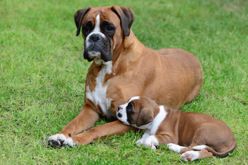 Obraz premium Boxerwelpen 365