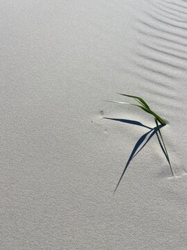 Sea Grass and Sand Texture on a white sand beach
