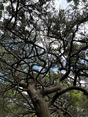 Fototapeta premium View below the cedar tree in Ocracoke Island