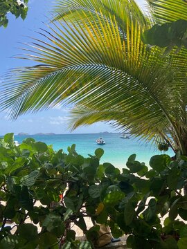 View of St. Barths Bay under Palm Fronds
