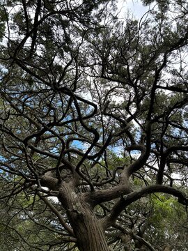 View below the cedar tree in Ocracoke Island