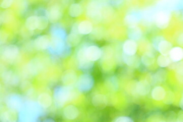 山桜の若葉のアウトフォーカス