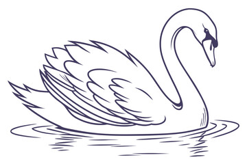Elegant White Swan on Calm Water with White Background