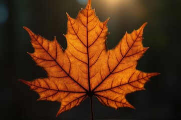 Fototapeta premium closeup of maple leaf with warm sunlight illuminating its intricate veins. autumn season, nature's beauty. cozy fall atmosphere. print design, greeting card, poster.
