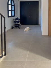 Small fluffy dog lying on a modern tiled floor in a spacious hallway, with a stroller nearby and a...