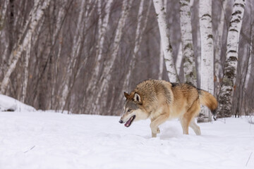 Gray Wolf taken in central MN taken under controlled conditions captive